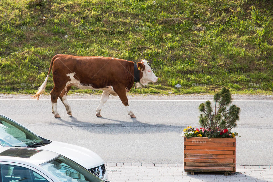 Cow walking on street