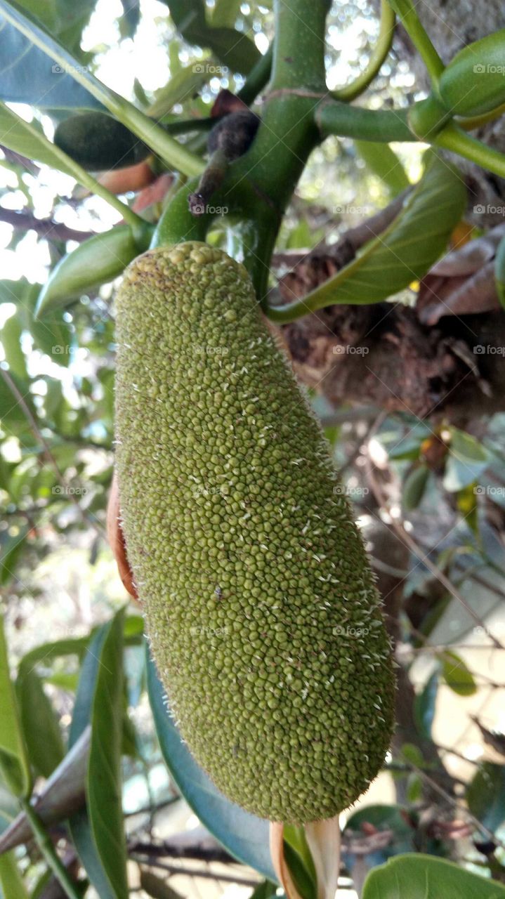 Green jackfruit... As a vegetable
