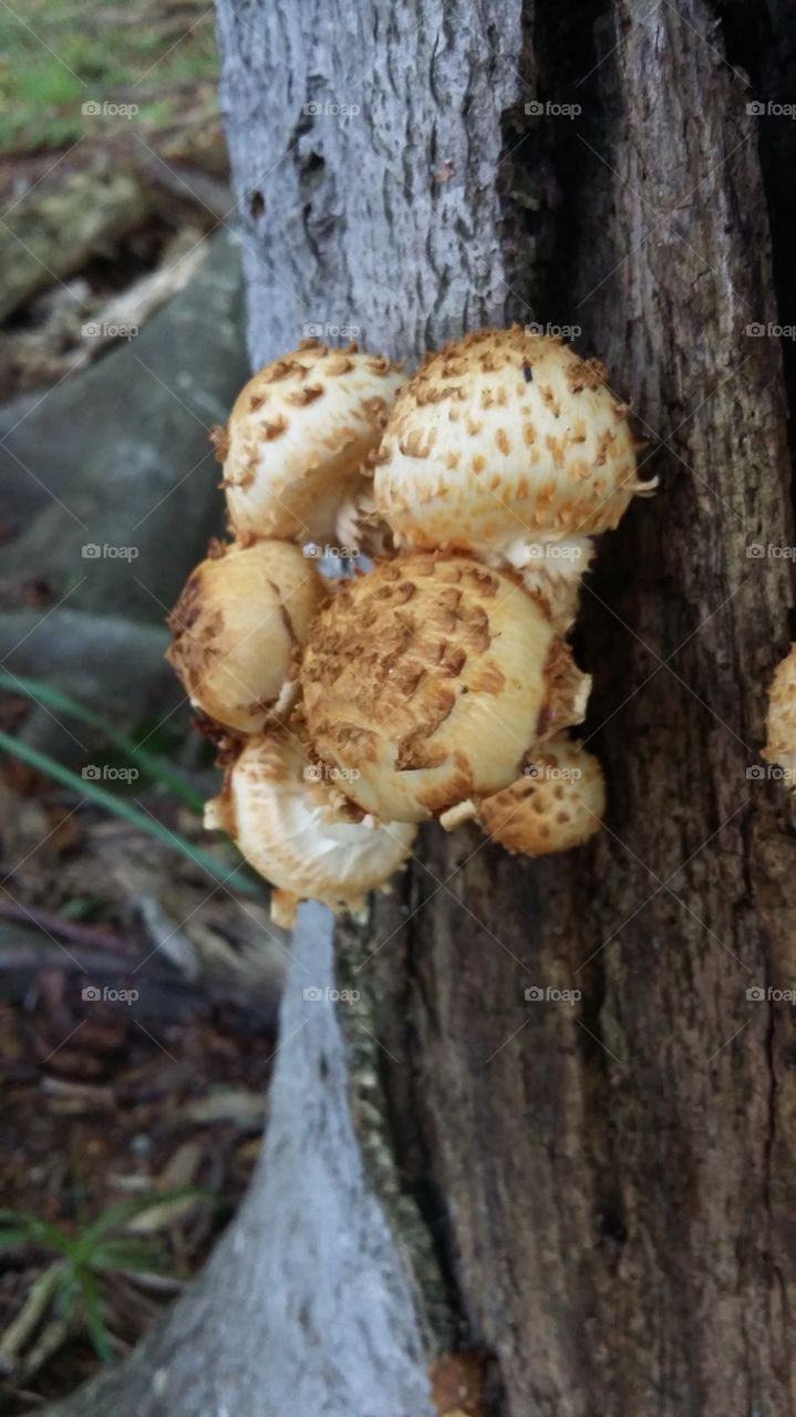 mushrooms on tree