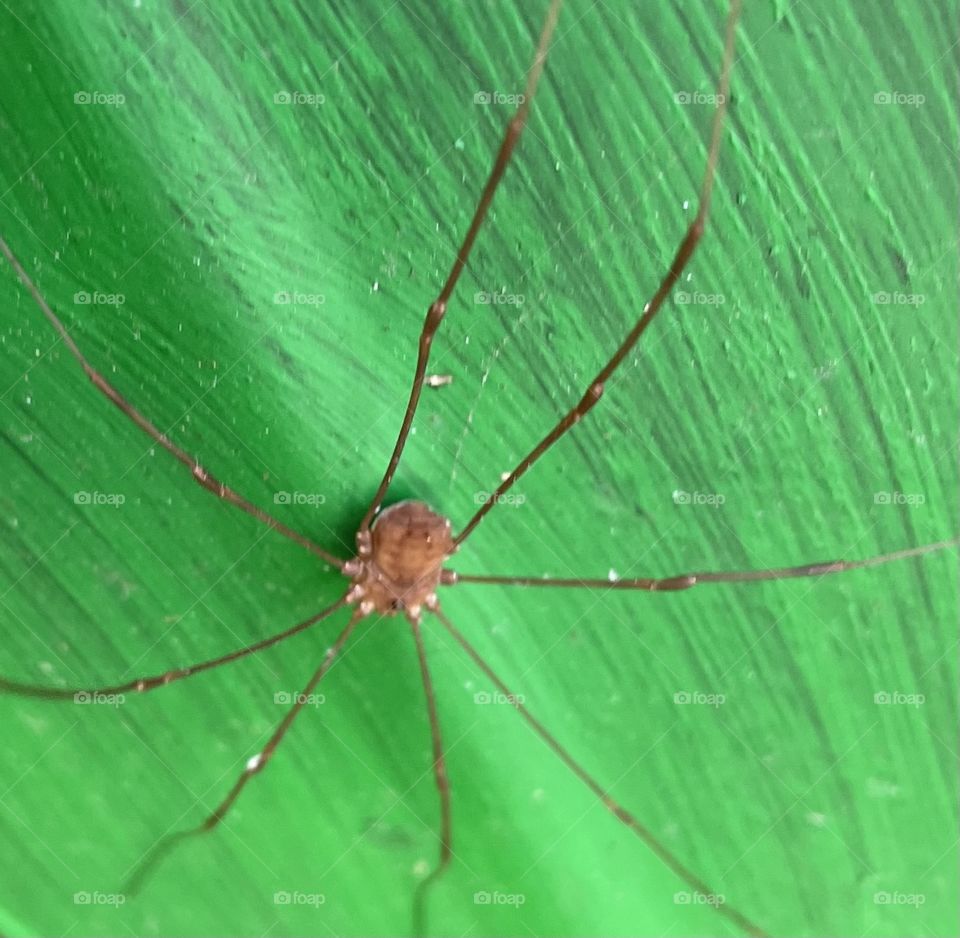 Baby daddy long legs