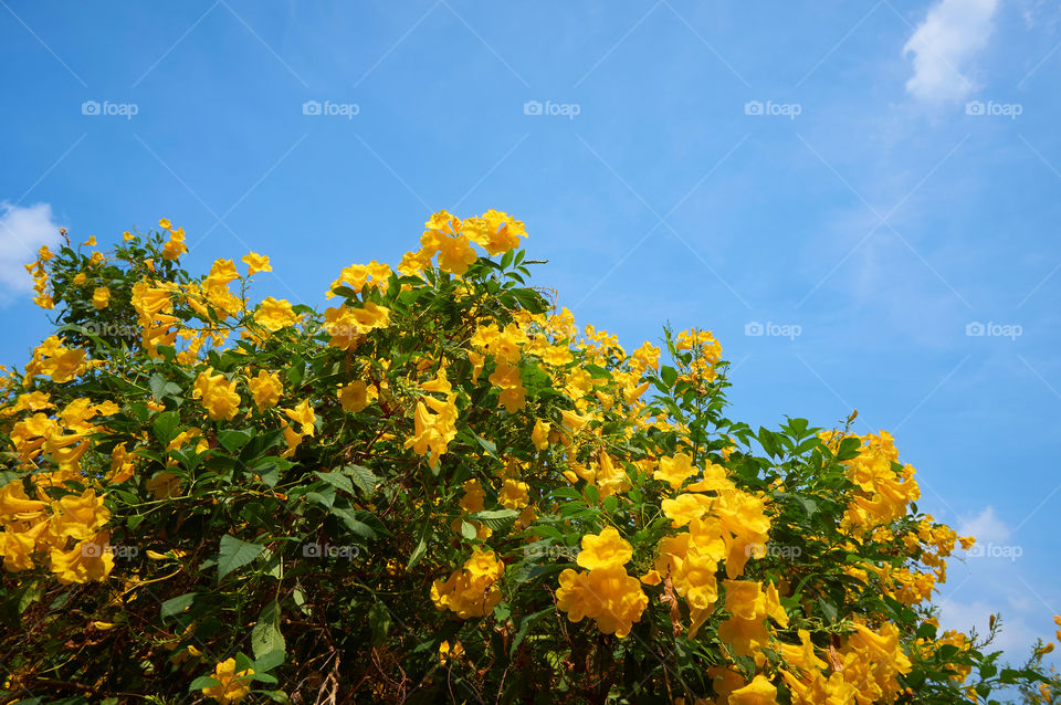 Yellow flowers blooming with sky background 