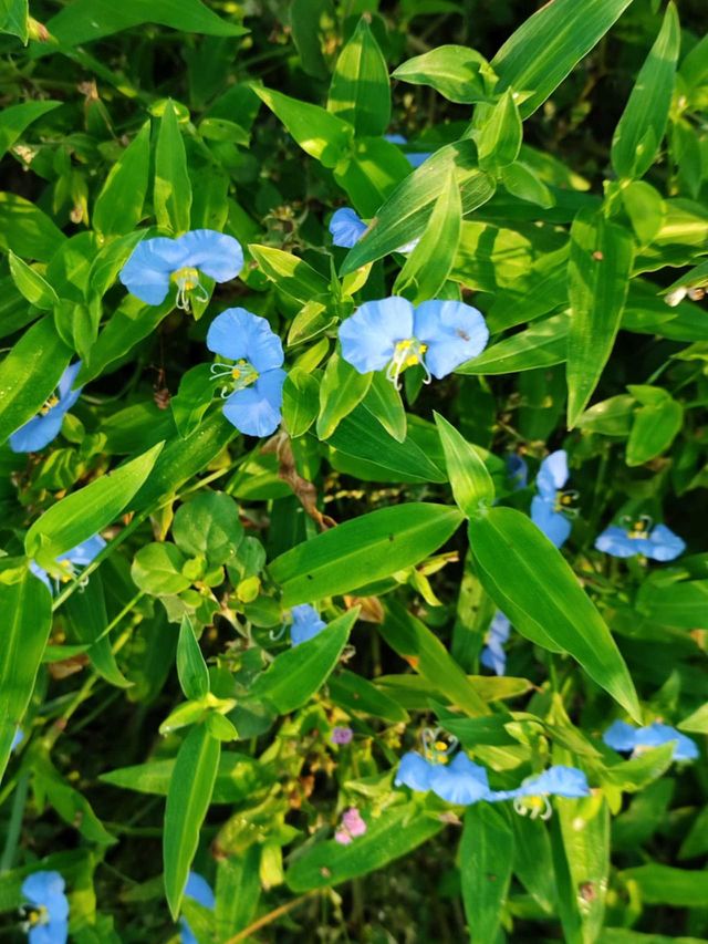 Whitemouth dayflower