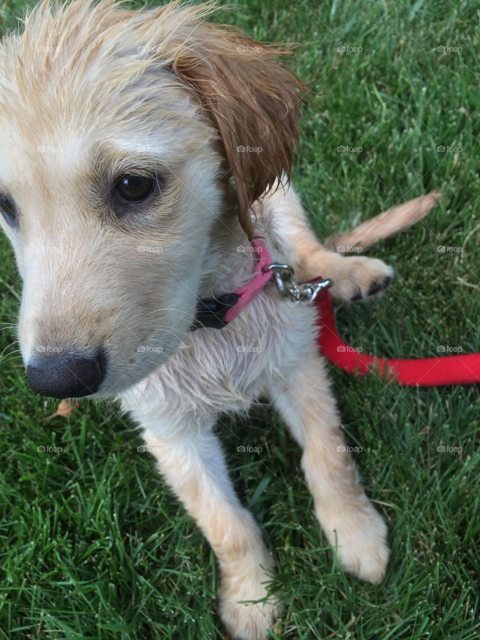 Golden retriever puppy 