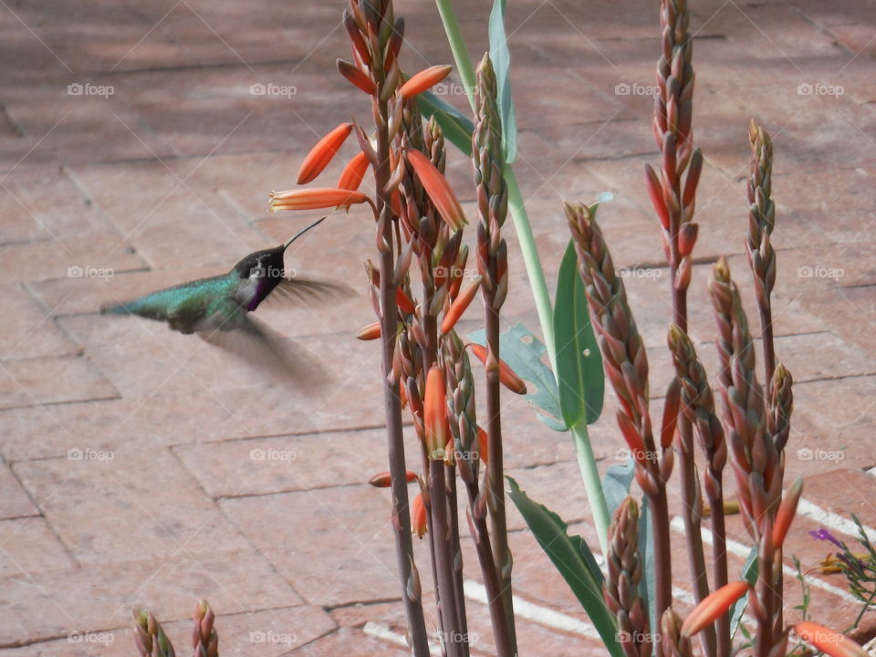 arizona hummingbird. just sitting down as this guy flew by