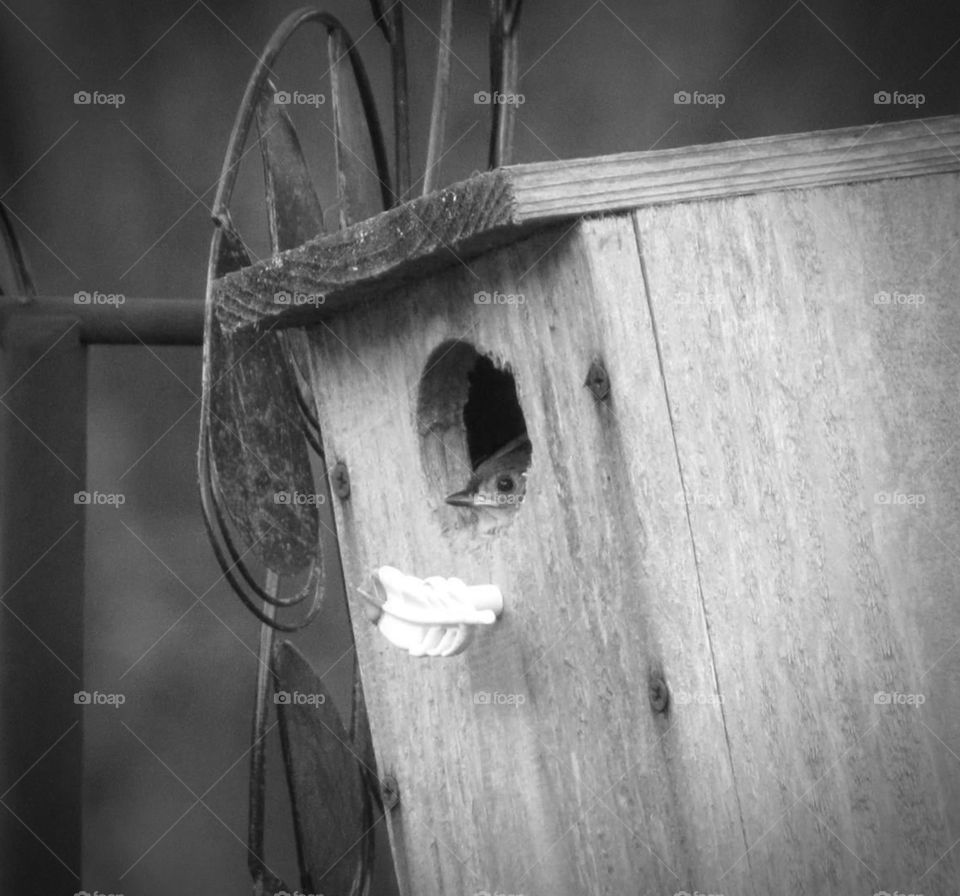 baby bird in birdhouse grayscale