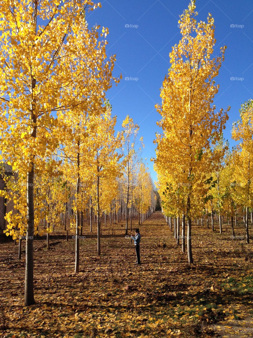 Spain Fall Autumn