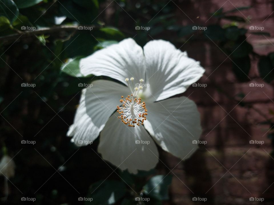 white flower under the sun