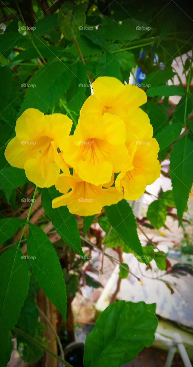a beautiful yellow flowers