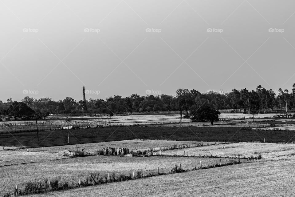 black and white agriculture landscape