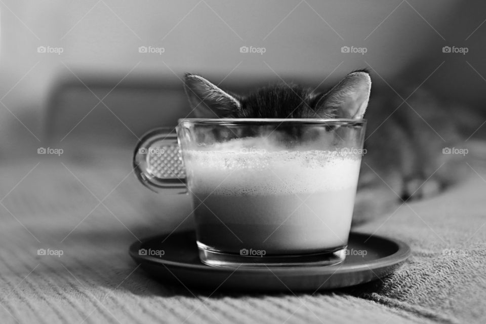 Coffee and cat 