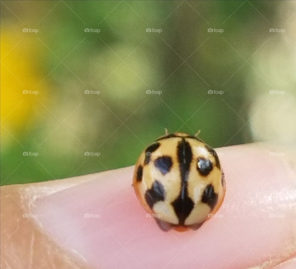 Lady bug