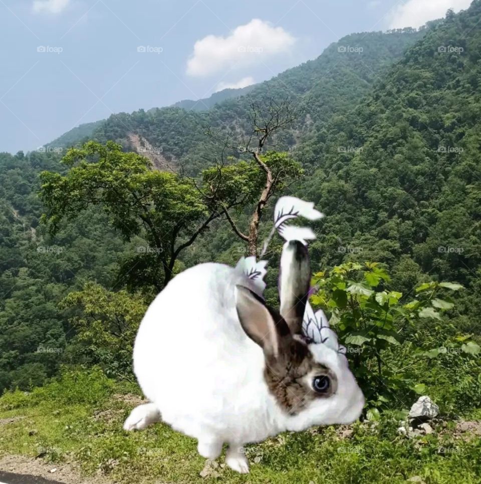 my beautiful and cute rabbit.