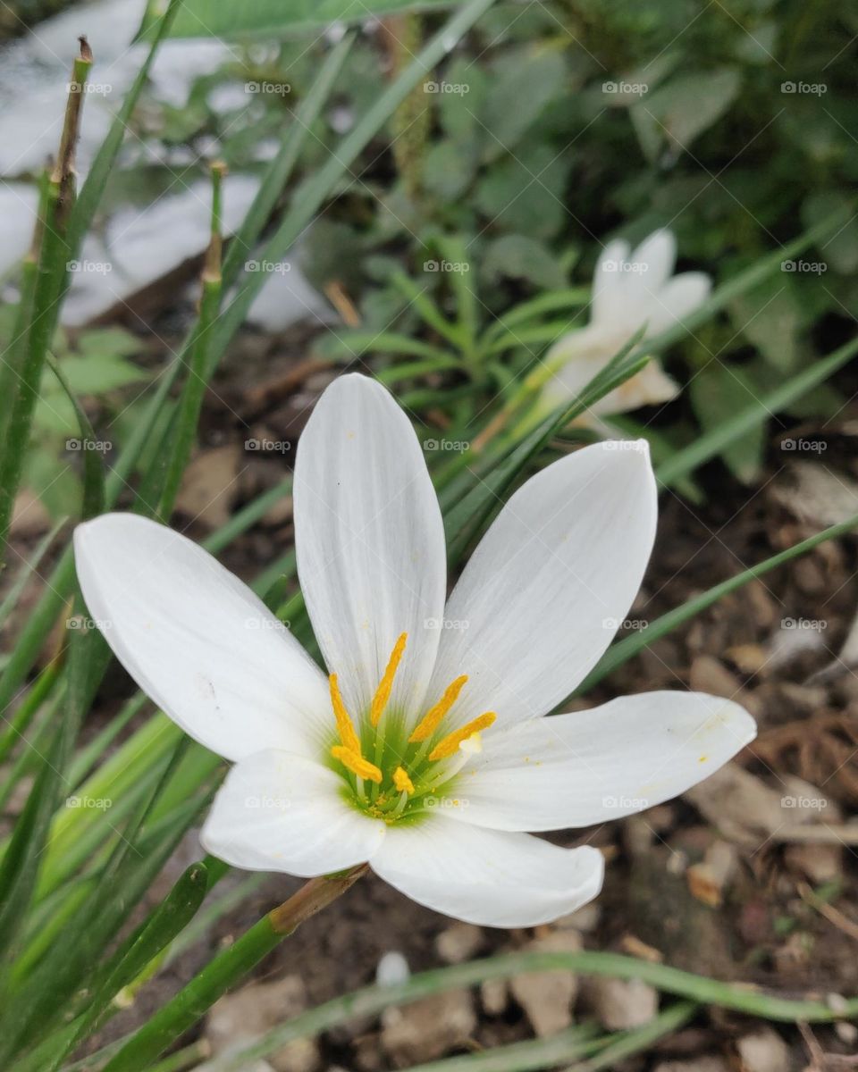 Autumn zephyrlily

Rain Lily is a flowering bulb that is native to South America.  It is grown as a perennial in Zones 7 through 10 and may remain in the landscape as an evergreen.  In cooler climates it must be dug up before the first frost and stor