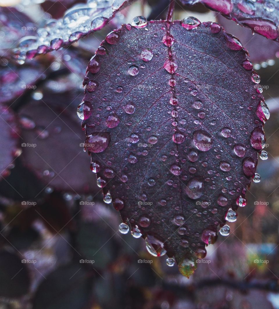Raindrops on roses - water droplets from a spring shower hang delicately from purple rose bush leaves