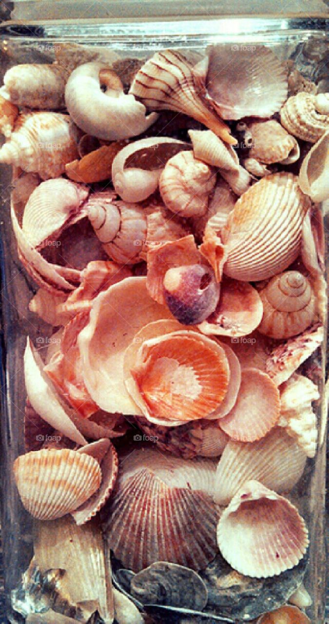 shellfish