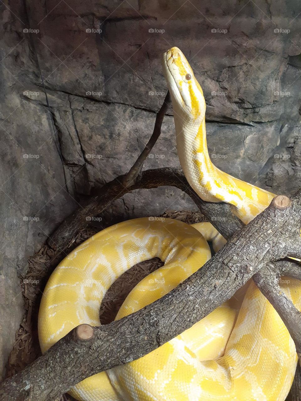 Albino Python