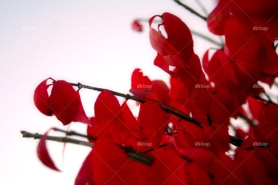 Fall Red. A Bush that turns a brightly color of red as it transitions to make it through the winter that is coming.