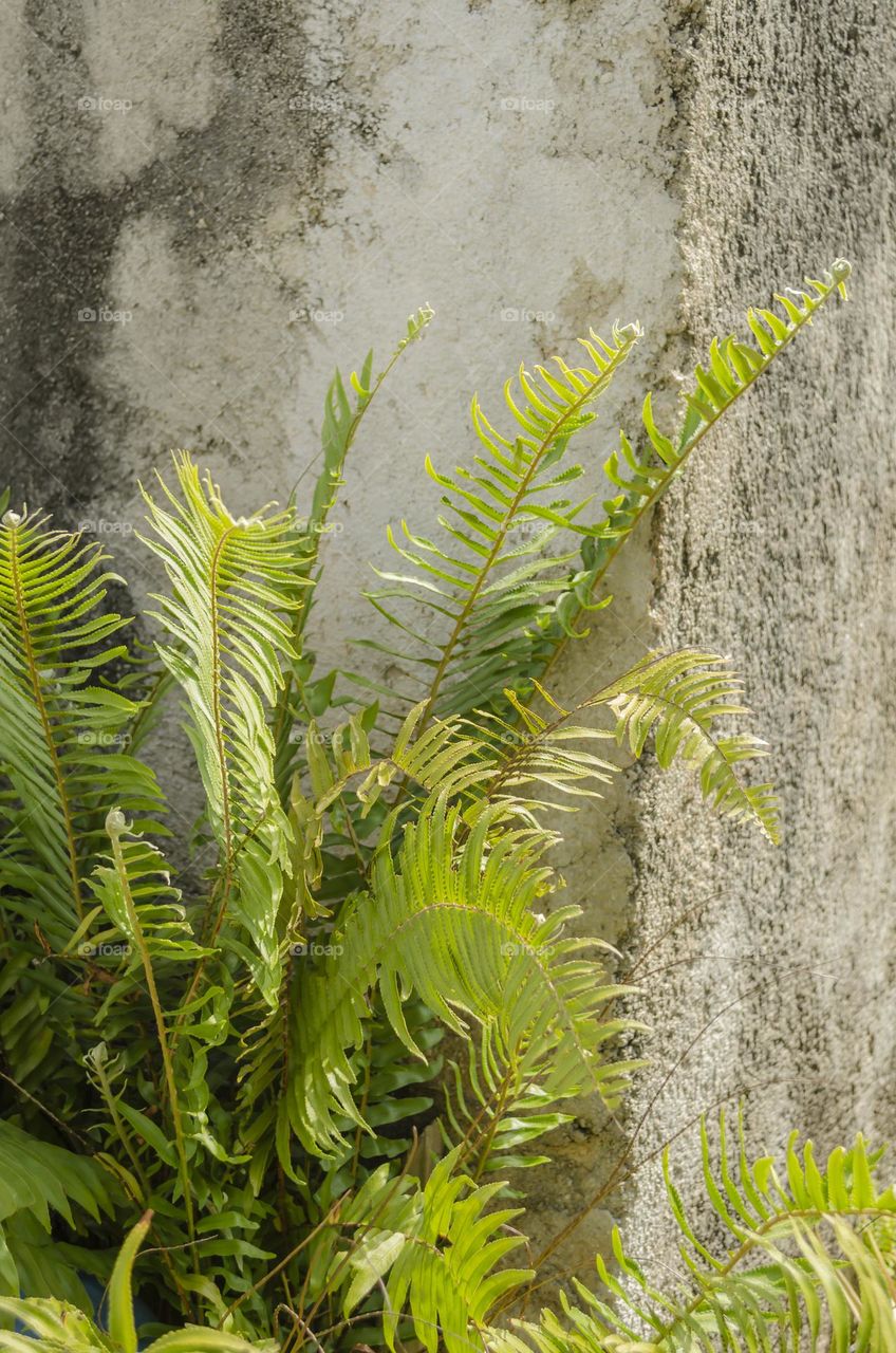 Ostrich Ferns