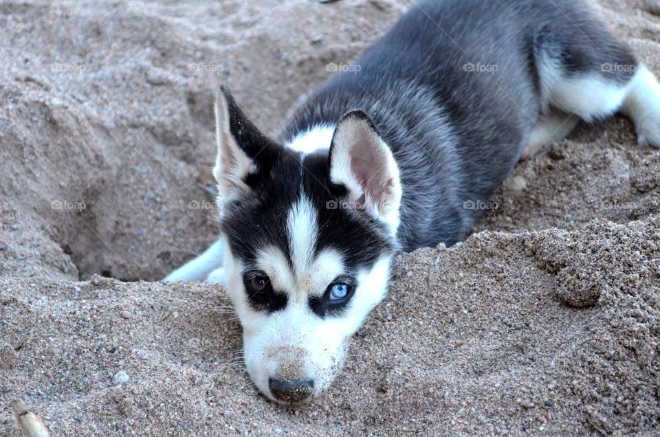 Husky lying down in sand