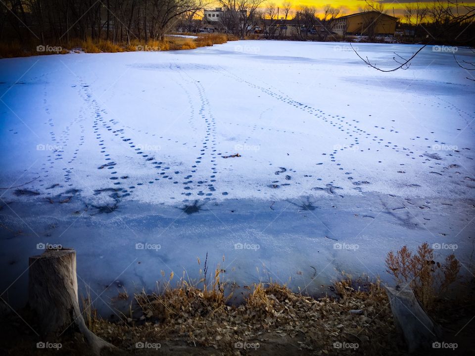 Paw Prints on Ice