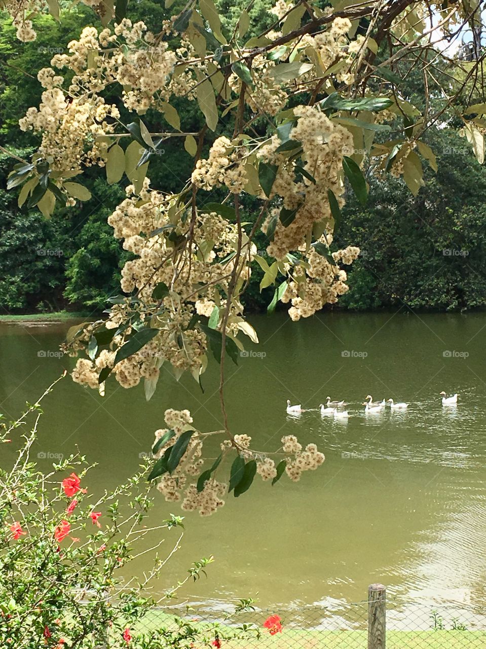 Uma foto campeã: as #aves nadando tranquilamente nas #águas claras do Parque Botânico Eloy Chaves, em #Jundiaí.
🦆 
#natureza #paisagem #fotografia #AmoJundiaí #landscape #entardecer 