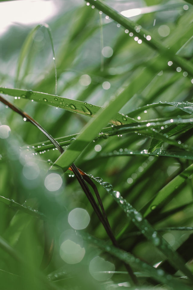 Water droplets on the grass