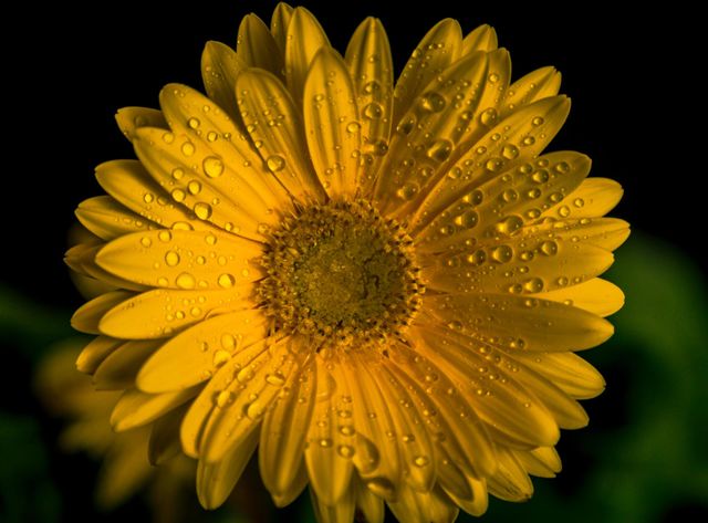Yellow flower