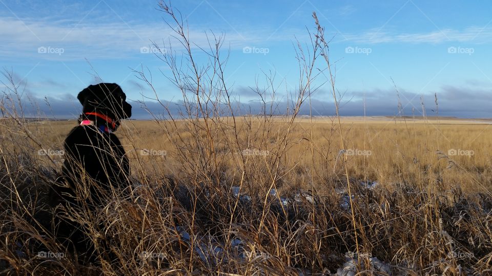 Waiting for Birds. Black Lab waits patiently for birds