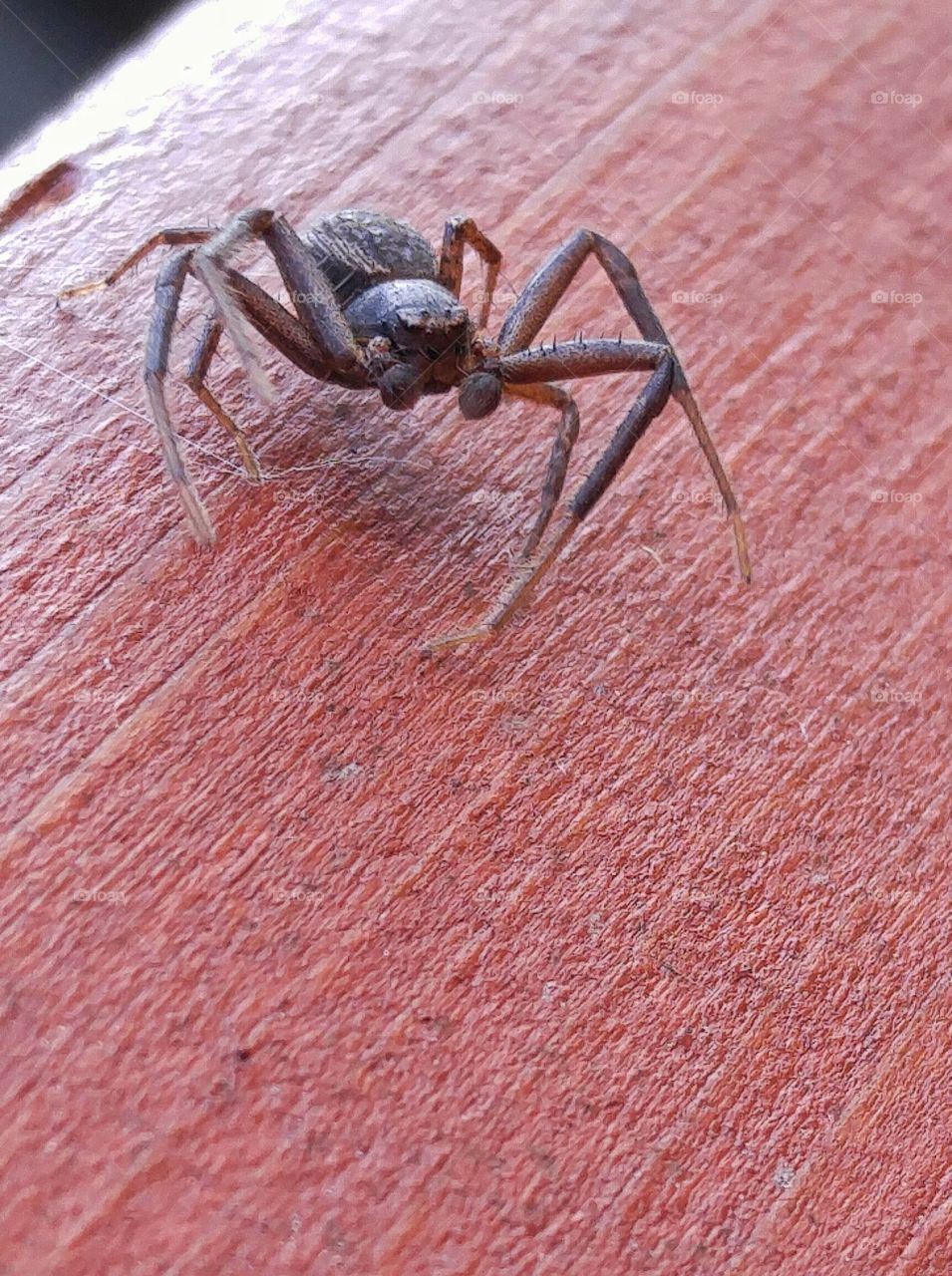 Up close with a tiny spider