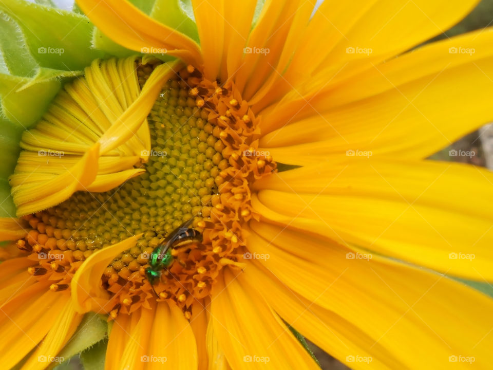 Feeding and Pollinating