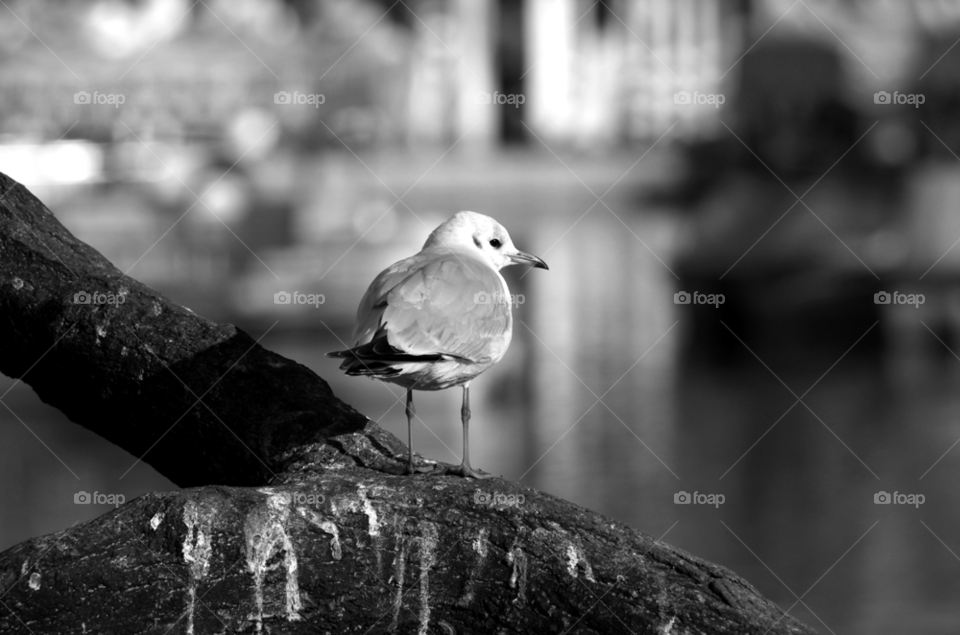 bird black and white lonely gull by wofind