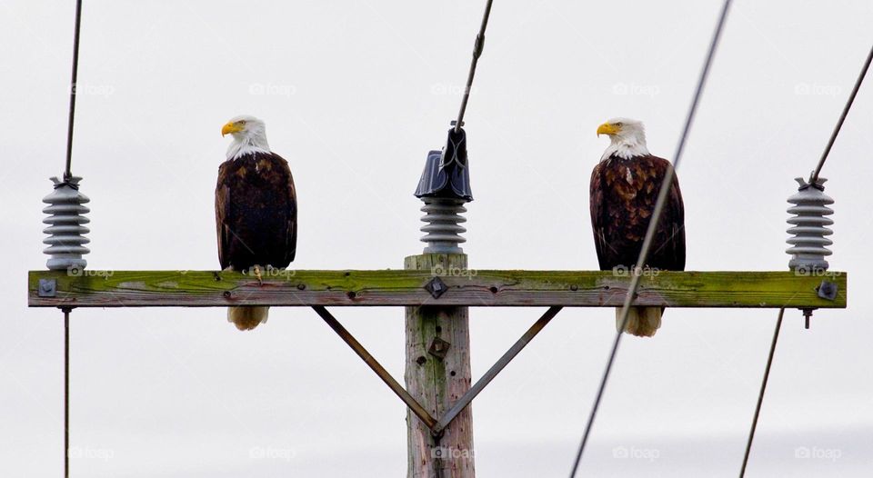 Bald eagle couple