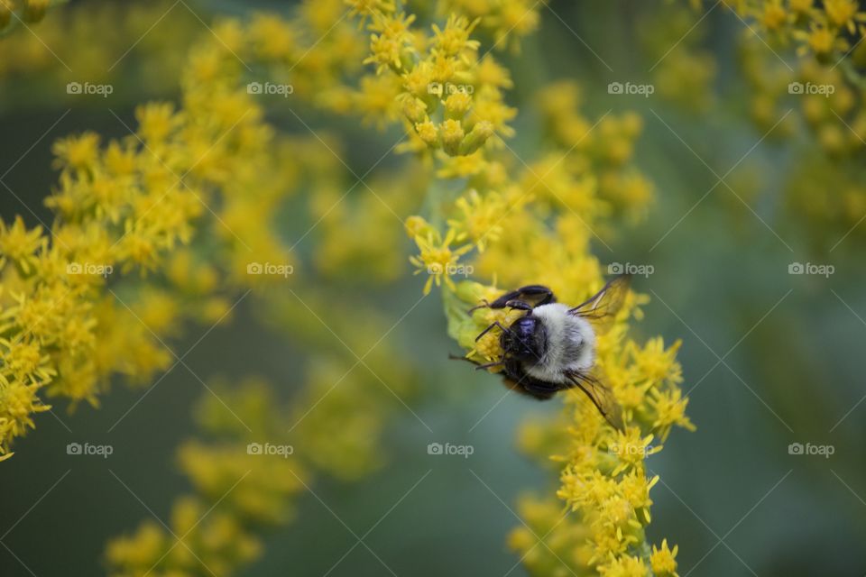 Busy bee on yellow flowers