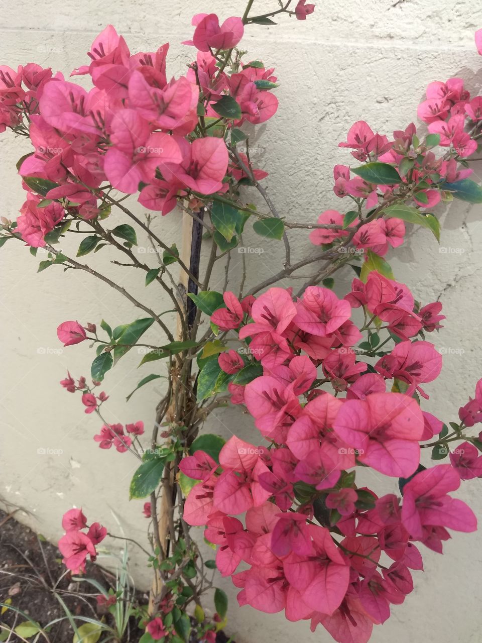 pink Bougainvilles