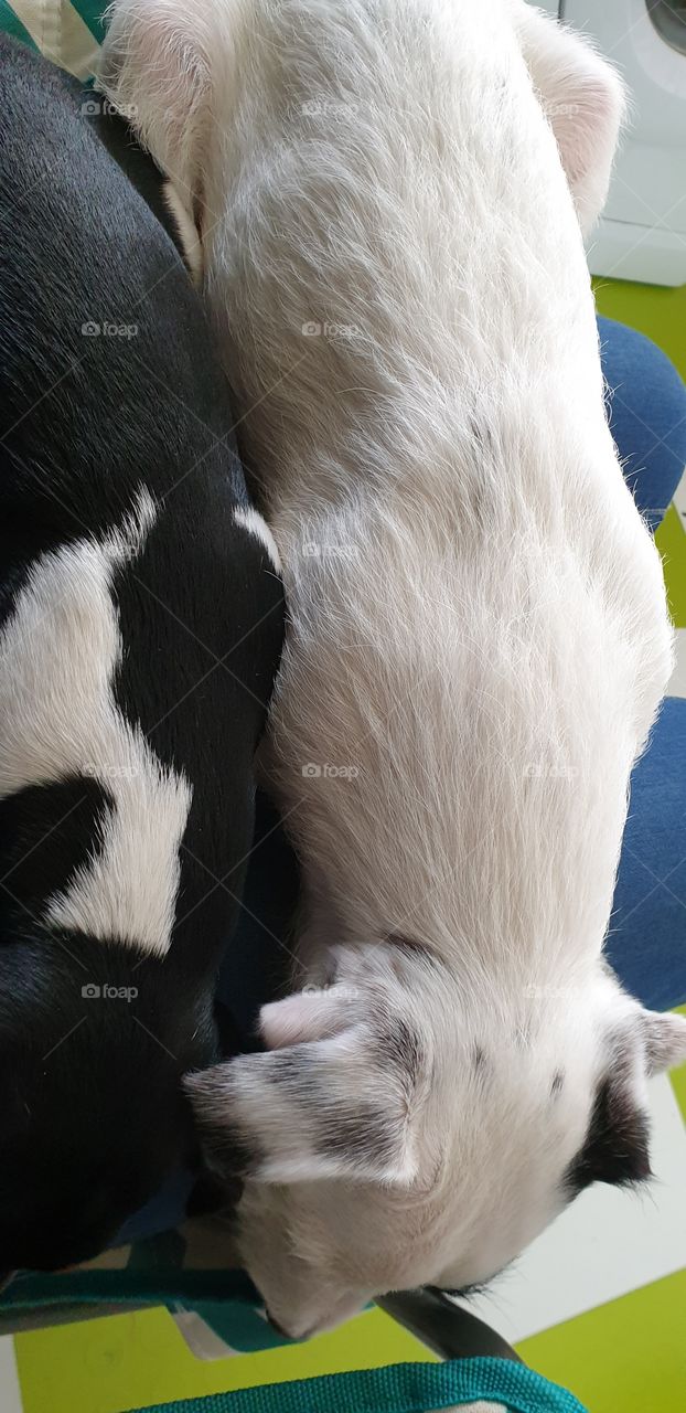 Trapped by the Puppies