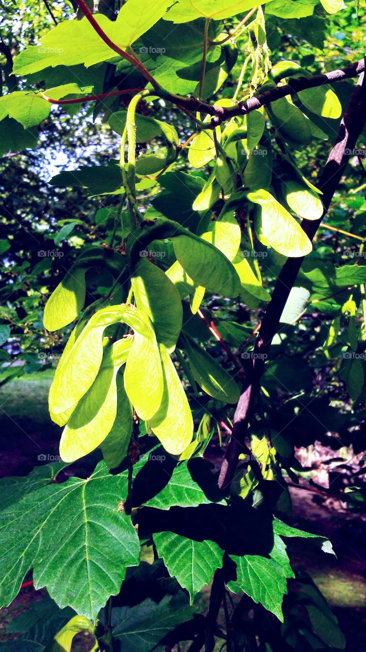 spring. beauty. simple. green. lime