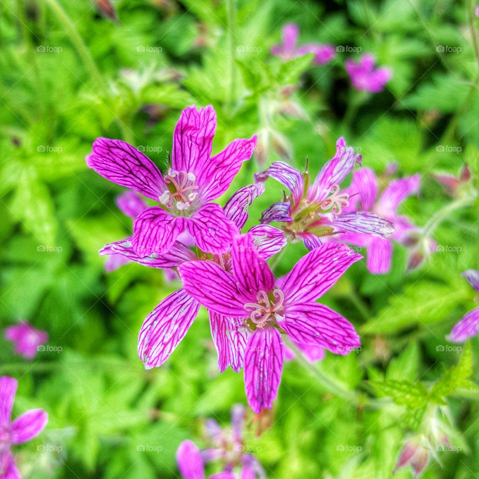 Close up of tiny Purple Flowers