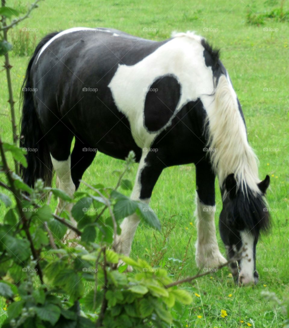 Horse eating green pasture