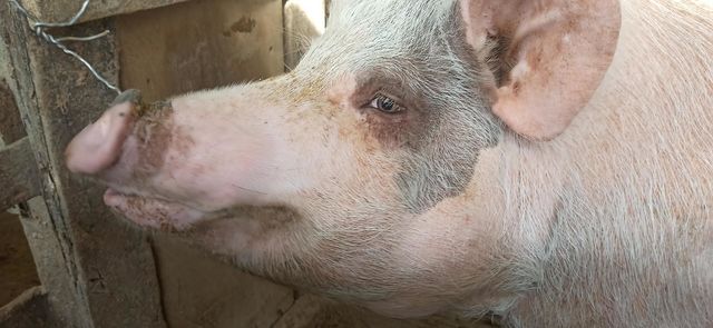 Pig's eyes
