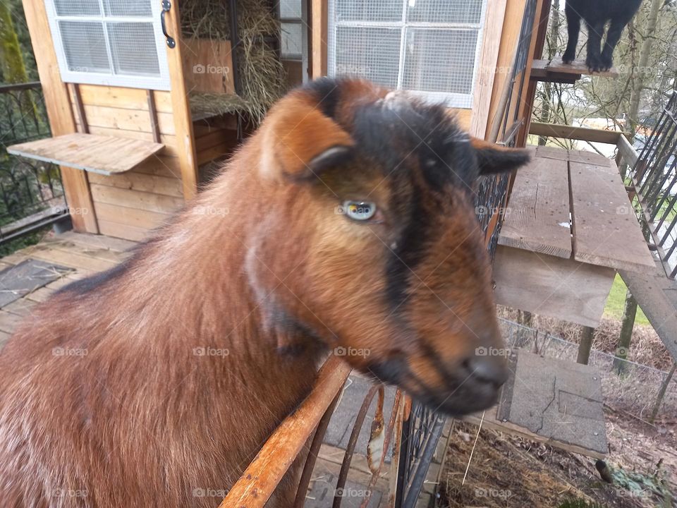a goat by the fence