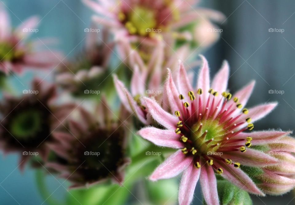 flowers of succulent