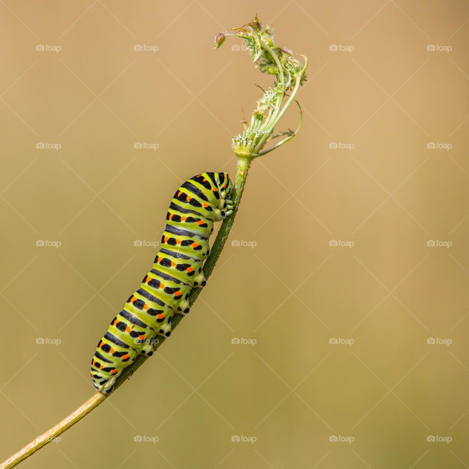 Caterpillar on grass