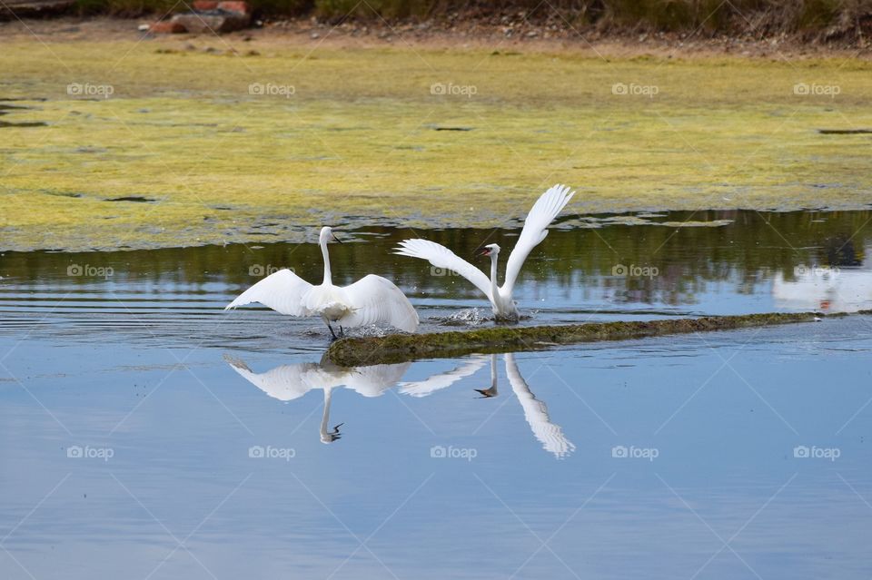 Little Egrets fighting