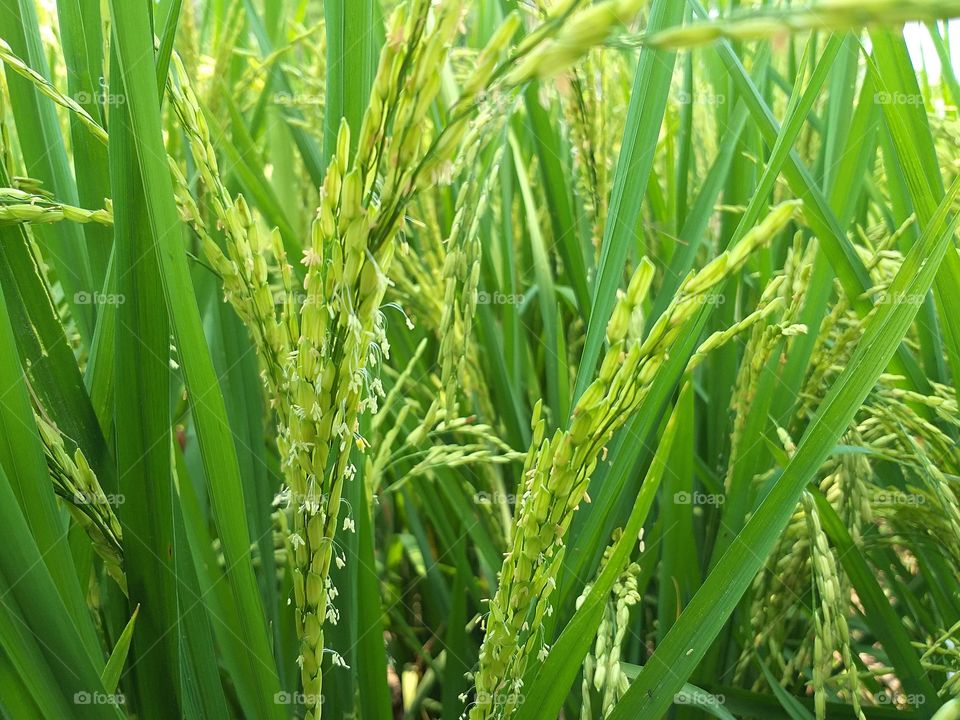 field. thai rice.