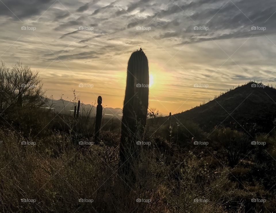 Nature - Desert Landscape 