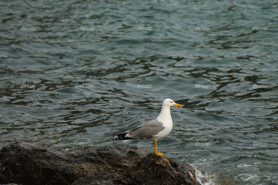 Seagull