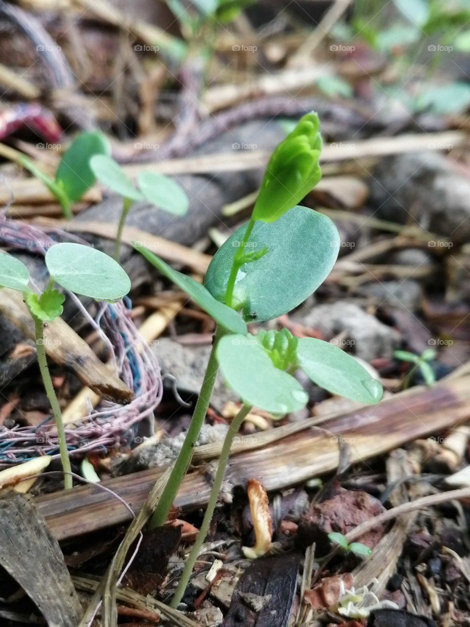 The beautiful baby tree