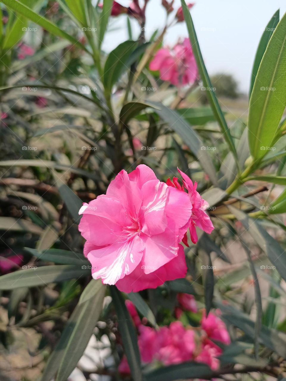 Nerium or Kaner Plant Also known as Oleander or Rosebay, this is a tall shrub-like plant that has flowers in shades of white, yellow, orange and red. These plants grow to the height of 12-15 feet and look good in pots and planters.