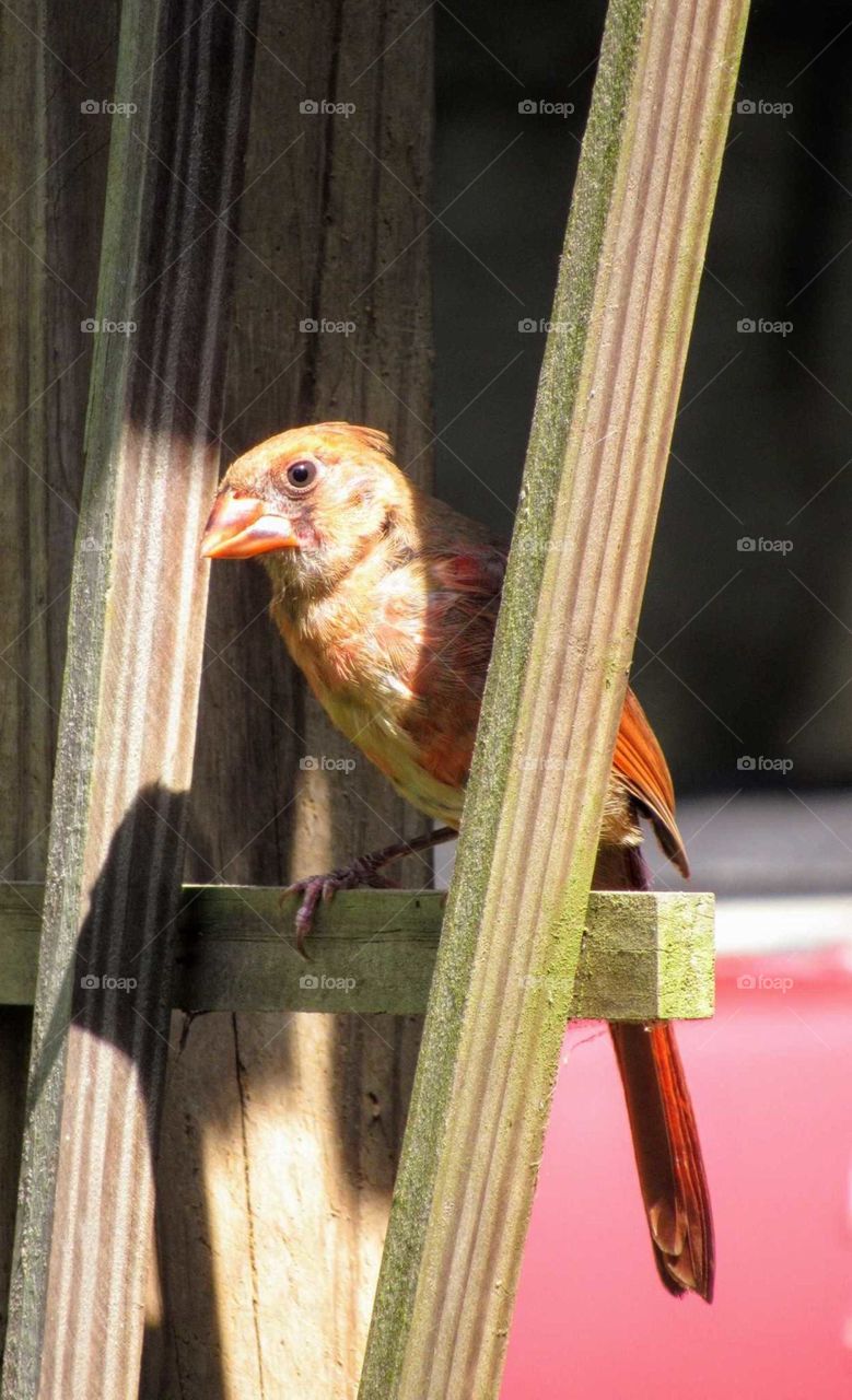 Female Cardinal