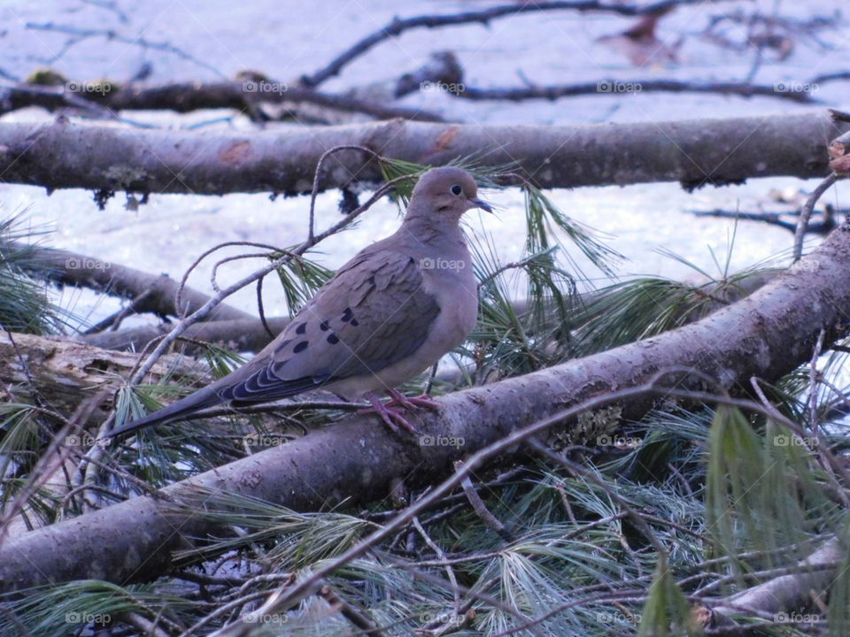 mourning Dove